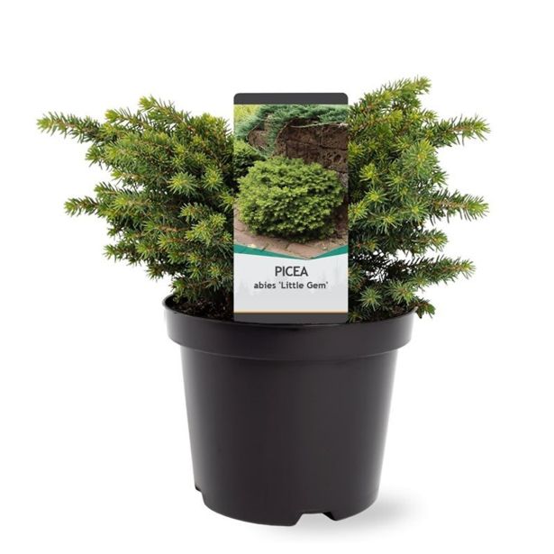 SMREKA NAVADNA LITTLE GEM L19