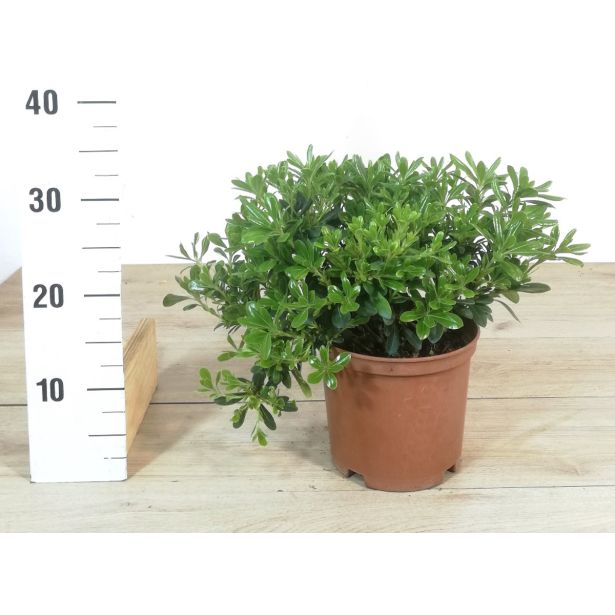 MEDITERANSKE RASTLINE NAVADNI LEPLJIVEC "NANUM" L18