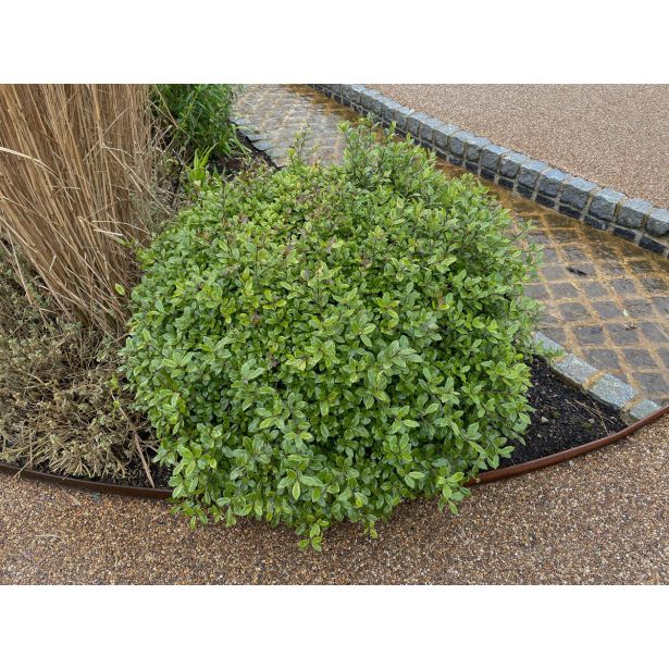 GRMOVNICA OKRASNA V LIST. NAVADNI PITOSPOR NANUM L24 V30