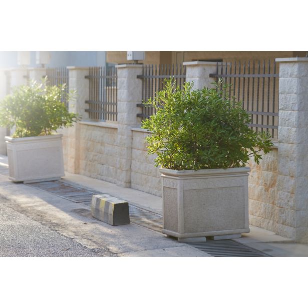 GRMOVNICA OKRASNA V LIST. NAVADNI PITOSPOR NANUM L24 V30