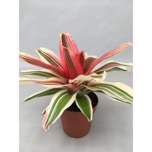 CVETOČA SOBNA RASTLINA NEOREGELIA MIX L12