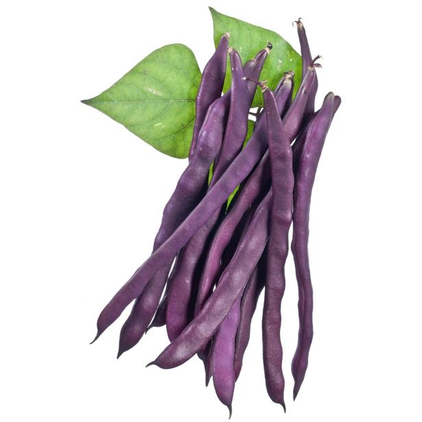 STROČNICE L'ORTO FRUTTIFERO NIZEK FIŽOL 6/1 PURPLE KING KULTIPAK