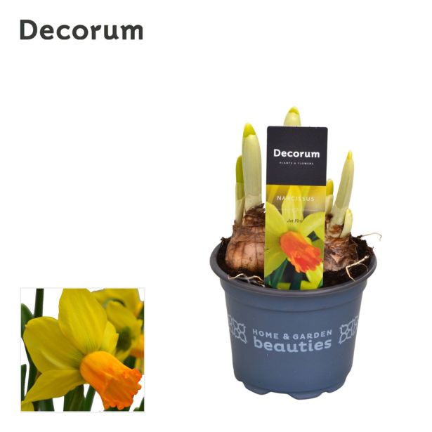 NOTRANJE NAMIZNE ČEBULICE NARCISA MIX L9