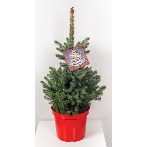 NOVOLETNI IGLAVEC SMREKA SUPER BLUE 45-50 L26