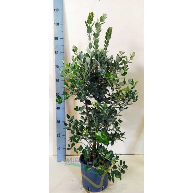 MEDITERANSKE RASTLINE NOVOZELAND. BOŽIČNO DREVO L18