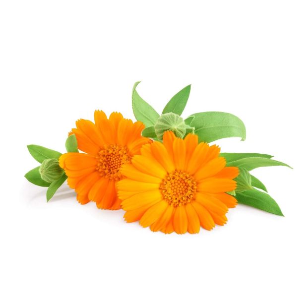 MIX DIŠAVNIC IN ZELIŠČ L'ORTO FRUTTIFERO OGNJIČ 1/1 FIORE COMMESTIBILE L10