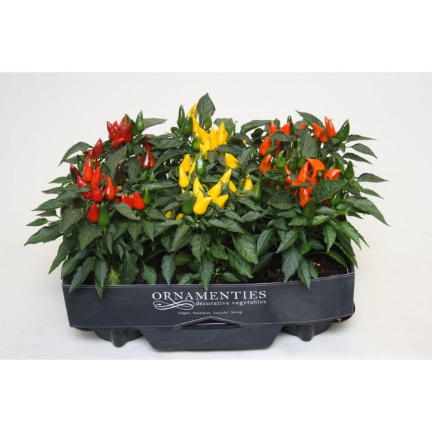 SOBNA ZELENA RASTLINA OKRASNA PAPRIKA MIX L10.5