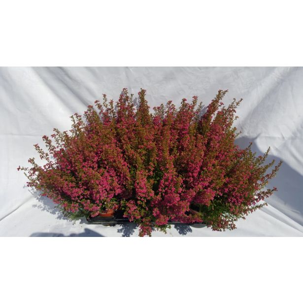 JESENSKA VRESA OKRASNA L11