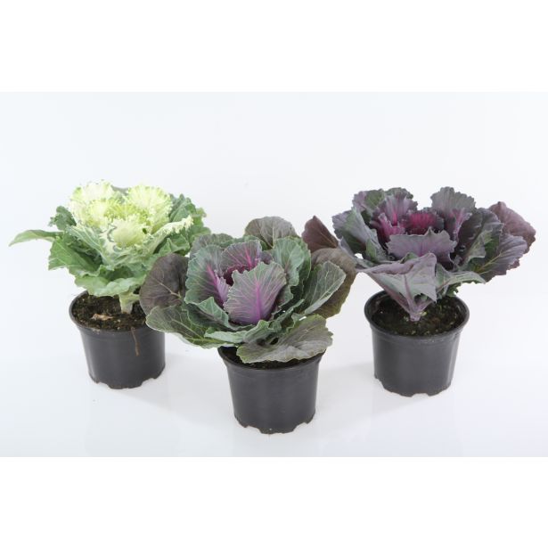 MIX JESENSKIH RASTLIN OKRASNO ZELJE L2 BRASSICA OLERACEA MIX