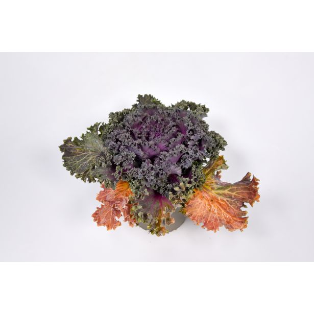 MIX JESENSKIH RASTLIN OKRASNO ZELJE L2 BRASSICA OLERACEA MIX