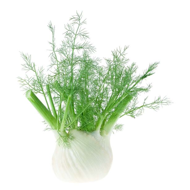 ZELENJAVNA SADIKA L'ORTO FRUTTIFERO OKROGEL KOROMAČ 8/1 MARS KULTIPAK