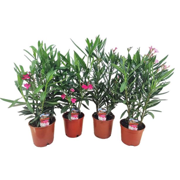 OLEANDER L17 CM