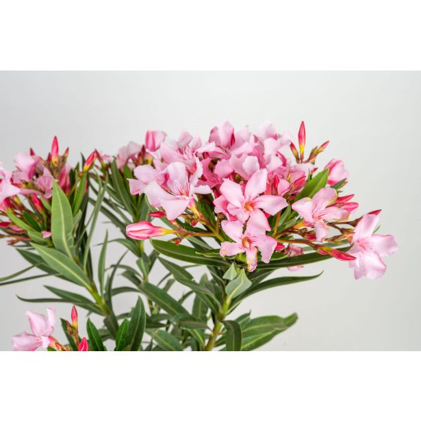 OLEANDER L18 CM