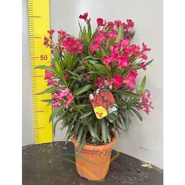 SEZONSKA RASTLINA OLEANDER MIX L19