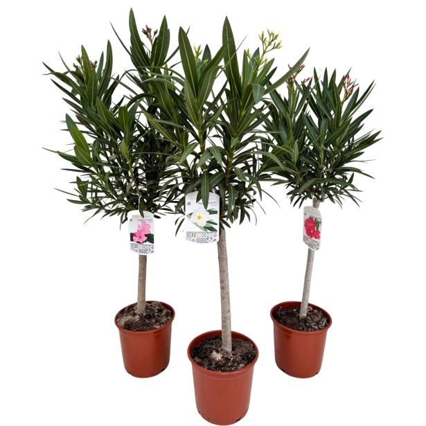 OLEANDER NA DEBLU L21 CM