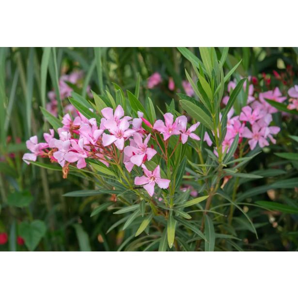 OLEANDER NA DEBLU L21 CM