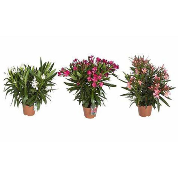 OLEANDER OLEANDER L19