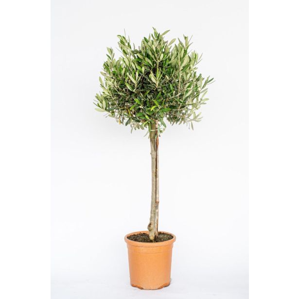 OLJKA OLEA EUROPAEA NA DEBLU L24 CM