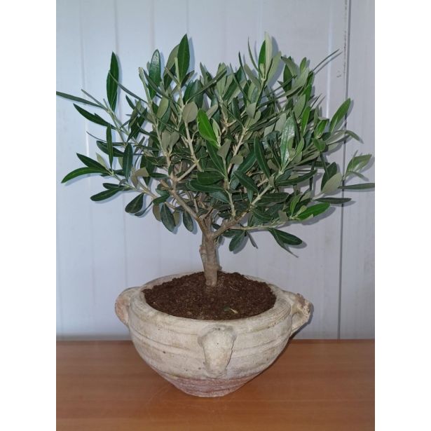 OLJKA TERRA D'AFRICA L2 L