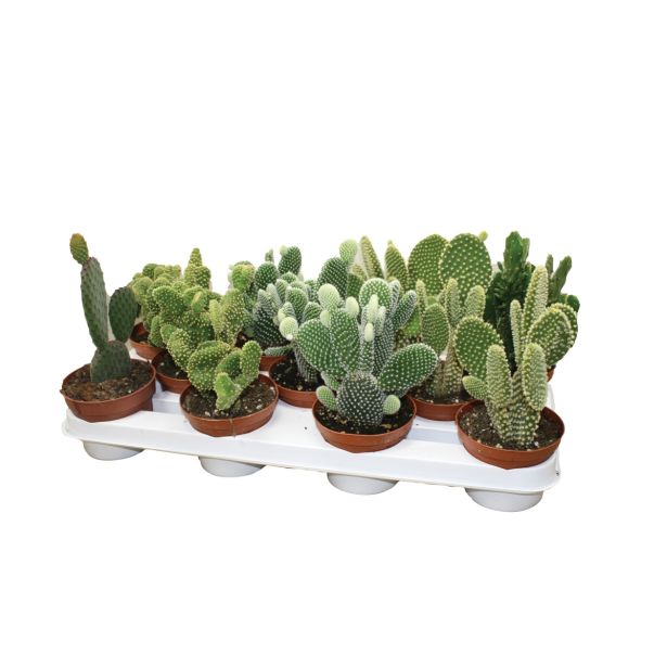 KAKTUS OPUNCIJA 10.5 L