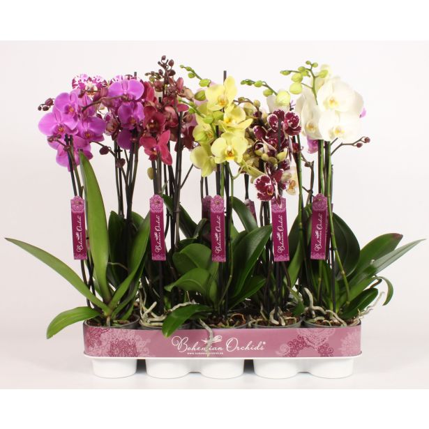 ORHIDEJA 3-STEBELNA MIX L12
