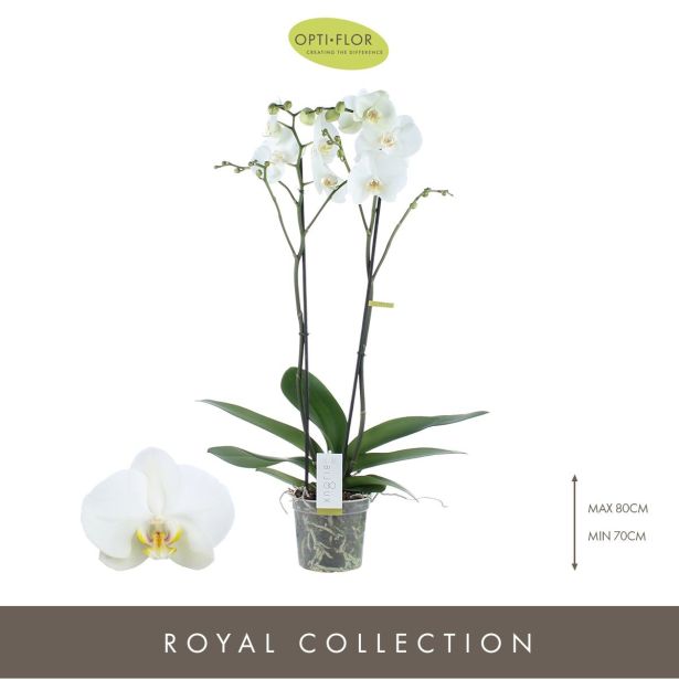 ORHIDEJA BIJOUX 1-STEBELNA L15