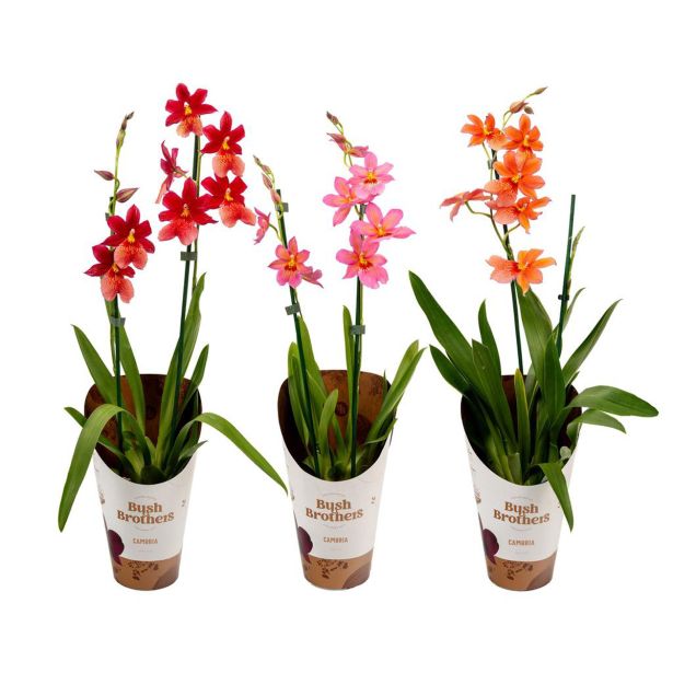 ORHIDEJA CAMBRIA NELLY ISLER 2 ST L12 CM