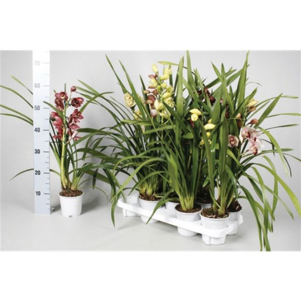 ORHIDEJA CIMBIDIJ ENO STEBLO L12