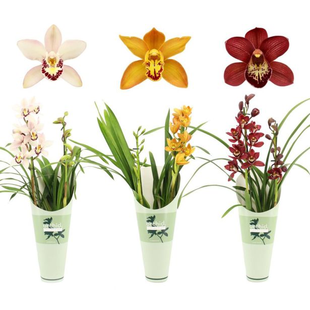 ORHIDEJA CYMBIDIUM 2ST 12 CM