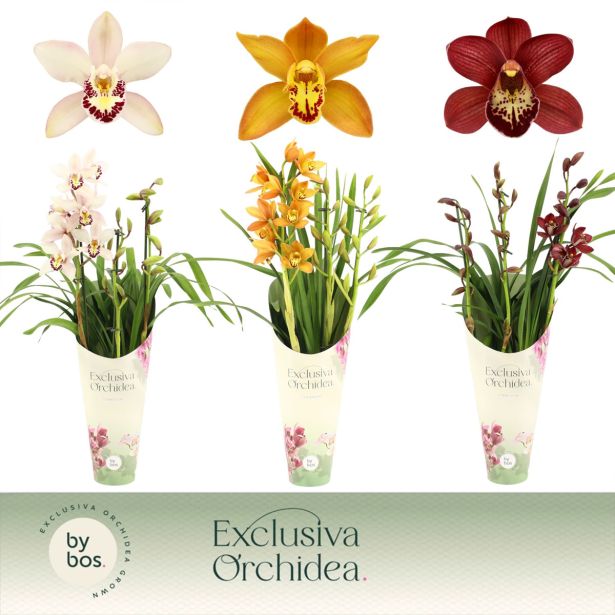 ORHIDEJA CYMBIDIUM 3 ST L12 CM