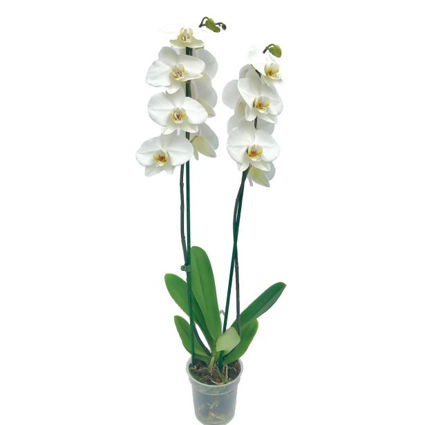 ORHIDEJA DVE STEBLI BELA L12