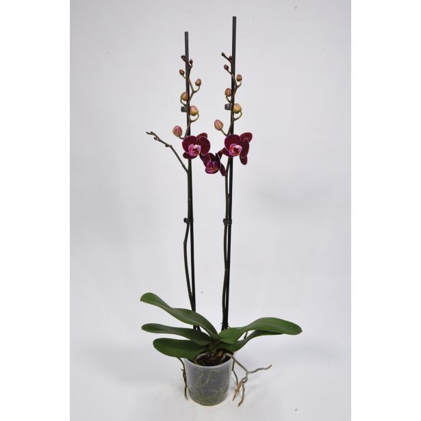 ORHIDEJA EL. DEBORA ROZA L 12