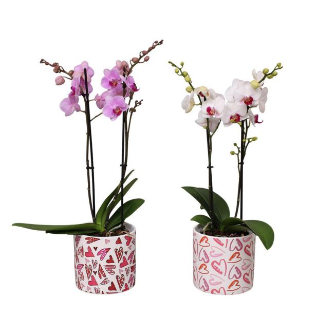 ORHIDEJA FALENOPSIS 2 ST V OKRAS. LON JULIA L12 CM