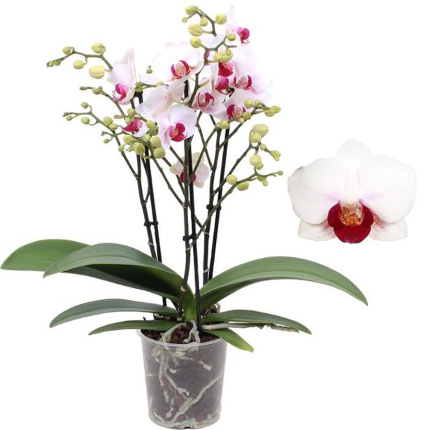 ORHIDEJA FALENOPSIS 3ST L12 CM SAFE HAVEN 30+ CVETOV