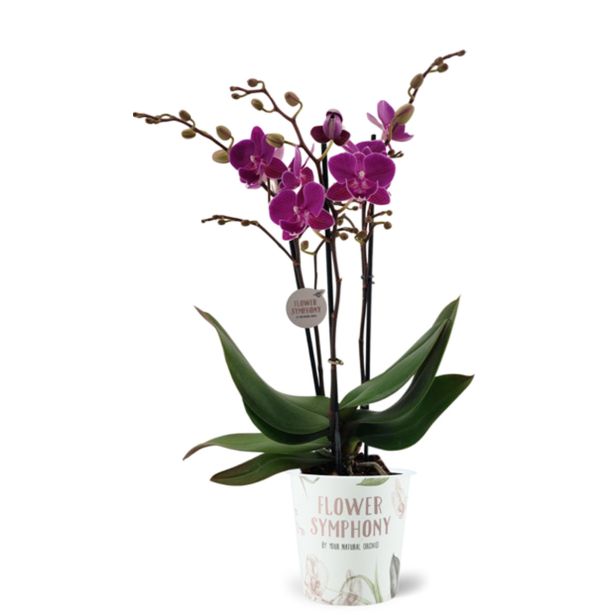 ORHIDEJA FALENOPSIS 3ST SYMPHONY L12 CM