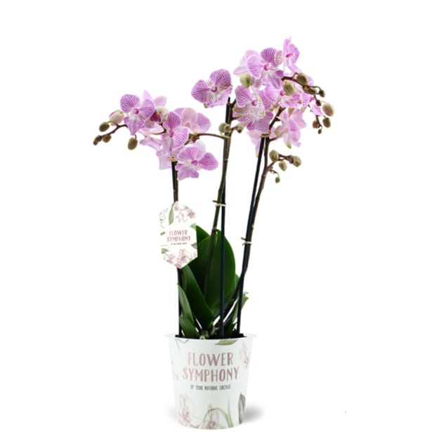 ORHIDEJA FALENOPSIS 3ST SYMPHONY L12 CM