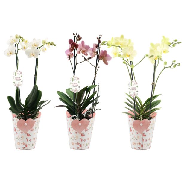 ORHIDEJA FALENOPSIS 3ST SYMPHONY L12 CM