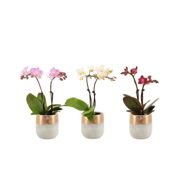 ORHIDEJA FALENOPSIS MINI AQUA 2ST V OKRAS. LON. L7 CM