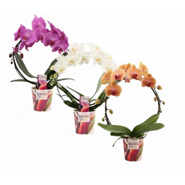 ORHIDEJA FALENOPSIS NA KROGU L12 CM