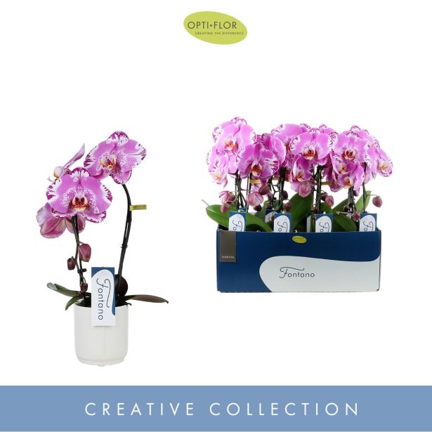 ORHIDEJA KASKADA BEL OKR. LONEC L9