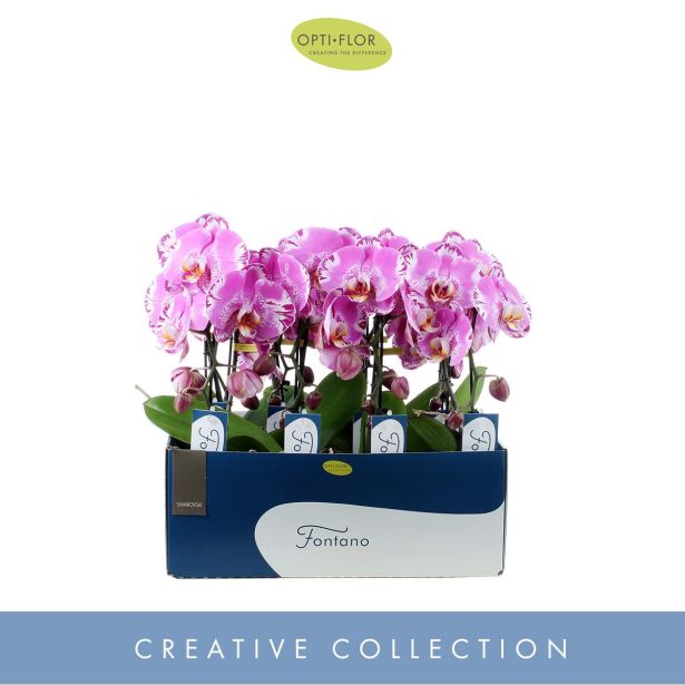 ORHIDEJA KASKADA BEL OKR. LONEC L9