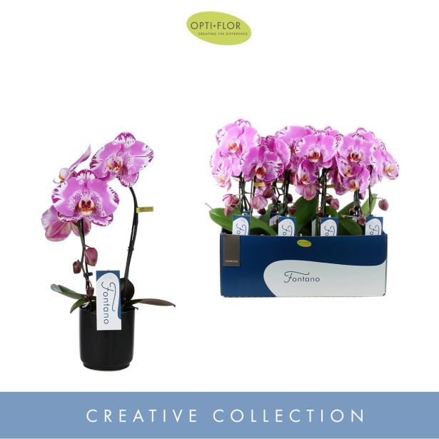 ORHIDEJA KASKADA ČRN OKR. LONEC L9