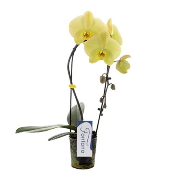 ORHIDEJA KASKADA RUMENA L9