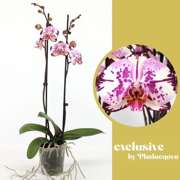 ORHIDEJA MAGIC ART 2-STEBELNA MIX L12