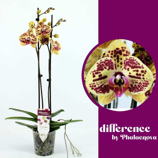 ORHIDEJA MARIOLA 2-STEBELNA MIX L12