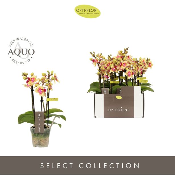 ORHIDEJA MINI TESS 3-STEBELNA L7