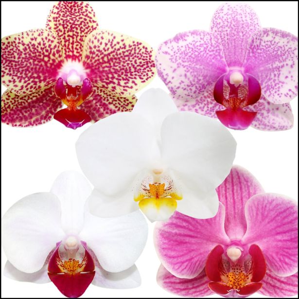 ORHIDEJA MIX 3-STEBELNA L9