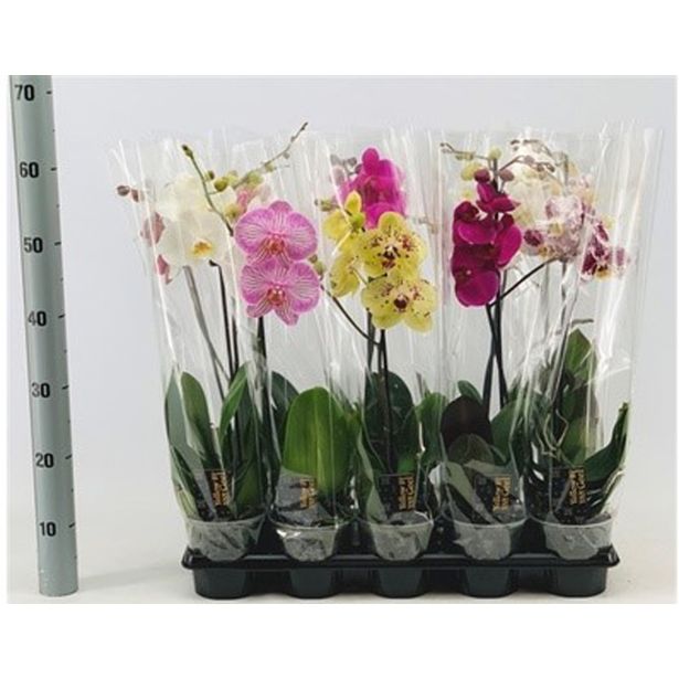 ORHIDEJA MIX ENOSTEBELNA L12
