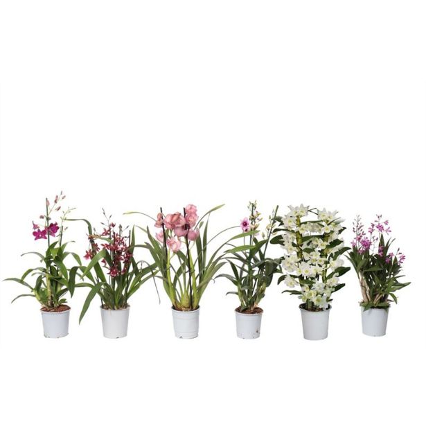 ORHIDEJA MIX ORHIDEJ 2-STEBELNA L12