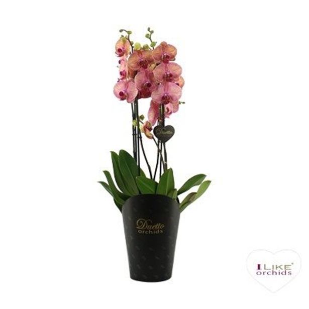 ORHIDEJA ORANJE 4-STEBELNA L17